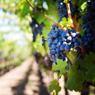 grapes-553463_1920